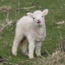 oldmacdonaldhadafarm avatar