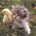 oldpeopleforwards avatar