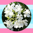 oleander00 avatar