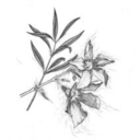 oleanderandmilkweed-blog avatar