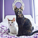 olive-and-rye avatar