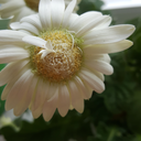 oliveenjoyerdoesfanart avatar