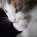 oliver-the-smol avatar