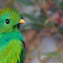 oliverthedaemon avatar