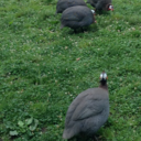 olives-are-great avatar