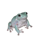 olivesfrog avatar