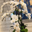 oliviagrace25 avatar