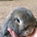 olliethebuns avatar