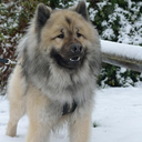 ollyeurasier-blog avatar