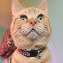 ollyohneedlesloaf avatar