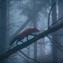 olvide-olvidarte avatar