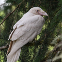 omegan-dragon avatar