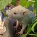 omg-rodents avatar