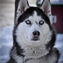 omg-such-a-feget avatar