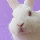 omgbunnyrabbits-blog avatar