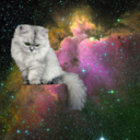 omgcatsinspace avatar