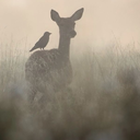 omgcrazysunday avatar