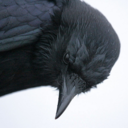 ominious-ominae-blog avatar