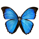 ominous-butterfly avatar