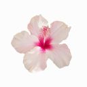 ominousvibesmoon avatar