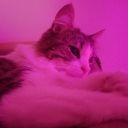 omnidirectionalswingset avatar