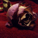 omniscientrose avatar