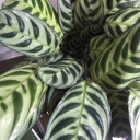 one-beautifulthing avatar