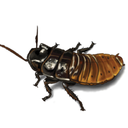 one-buggy-babe avatar