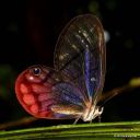 one-cool-butterfly-a-day avatar