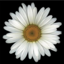 one-day-daisy avatar