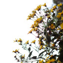 one-jellyfish avatar