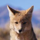 one-last-culpeo avatar