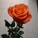 one-of-the-wanderers-who-is-lost avatar