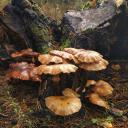 one-over-cosc-and-i-know-it avatar