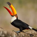 one-sexy-fucking-toucan avatar