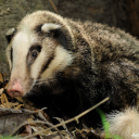 one-weird-mammal-a-day avatar