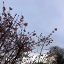 onedaypenguinswillbeokay avatar