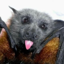 oneeyedvisenya avatar