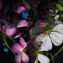 onehundredsketchbooks avatar