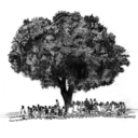 onemangotree-blog avatar