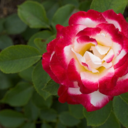 onesideblogplease avatar