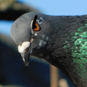 onesillygoose avatar