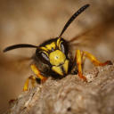 onesomewhatpeevedwasp avatar