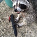 onestabbyraccoon avatar