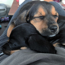 onethingiscertain avatar