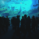 onigiri-kudasai avatar