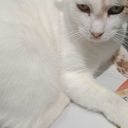 onlineterrorist avatar