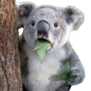 only-a-crazy-koala avatar