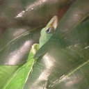 only-fangirl-in-my-entire-school avatar