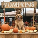 only-happy-when-it-rainss avatar